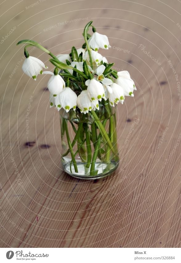 March cup Decoration Spring Flower Blossom Blossoming Fragrance Spring flowering plant Snowdrop Spring snowflake Flower vase Bouquet Table Colour photo