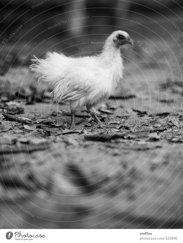 Christmas Goose Auguste, Angkor Style Animal Farm animal Barn fowl 1 Esthetic Feather Chicken feet ruptured Poultry organic chicken Black & white photo