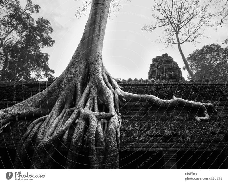 ROOTS|ROOF|OOF Environment Tree Angkor Wat Siem Reap Cambodia Asia Ruin Tourist Attraction Landmark Esthetic Exceptional Temple Root aerial root Ta Prohm temple