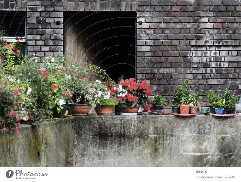 wall Living or residing Flat (apartment) Decoration Flower Blossom Pot plant Garden Wall (barrier) Wall (building) Balcony Blossoming Dirty Decline Farm