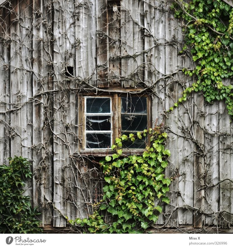 Window I Living or residing Flat (apartment) Plant Bushes Leaf Hut Growth Old Decline Transience Overgrown Ivy Virginia Creeper Tendril Barn Wooden board