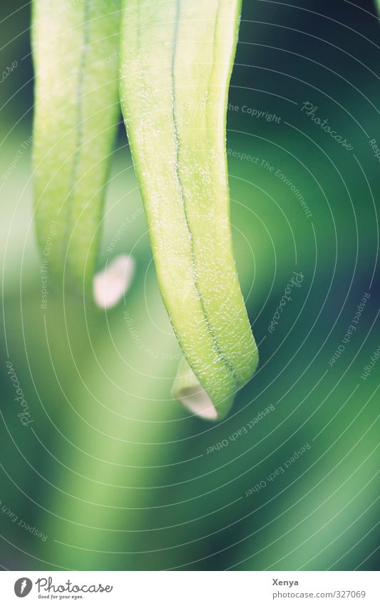 two Nature Animal Plant Leaf Foliage plant Feminine Green Rolled 2 Curl Together Side by side Exterior shot Detail Deserted Day Shallow depth of field