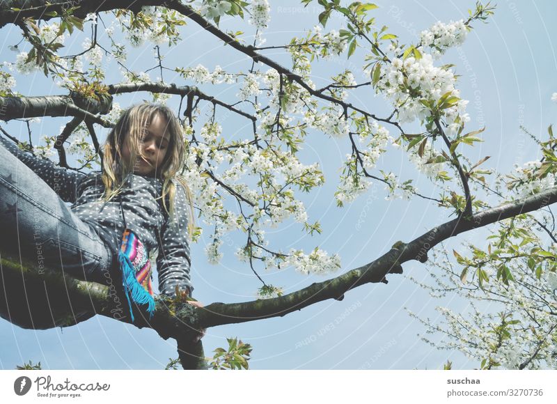 girl sitting on a branch in a spring tree Branch blossom bleed Above Climbing Child boyish Joy Joie de vivre (Vitality) Nature Wild Exterior shot Tree Climbing