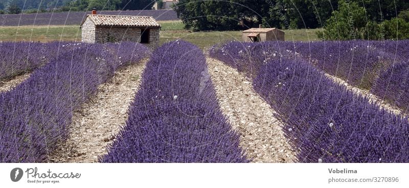 Lavender in Provence Nature Landscape Plant Summer Flower Lavender field Field Sow France Europe Multicoloured Gray Violet Pink Colour photo Exterior shot
