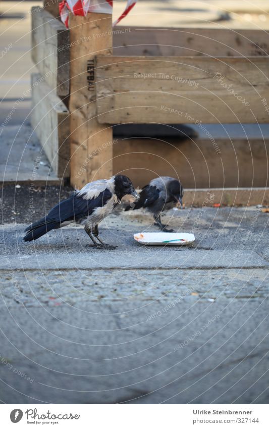 Berlin Currywurst ... Downtown Street Animal Wild animal Bird Crow 2 Pair of animals To feed Stand Smart Gray Black Survive Hotdog paper plates Trash Remainder