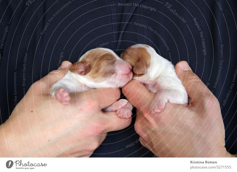 sibling puppies Masculine Hand Animal Pet Dog Animal face Pelt Paw 2 Baby animal To hold on Small Cute Puppy Newborn Helpless Blind Purebred dog