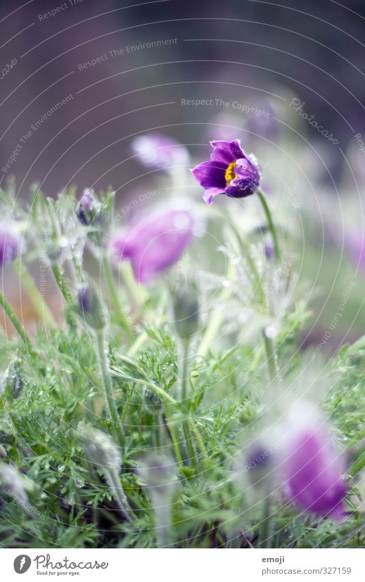 stretching exercise Environment Nature Plant Drops of water Spring Flower Blossom Natural Green Violet Colour photo Exterior shot Macro (Extreme close-up)