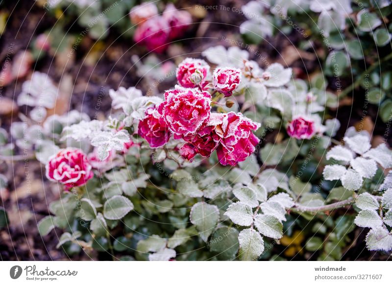 Rose plant covered with hoarfrost pink Frost Hoar frost frosty Autumn Exterior shot Colour photo Close-up Plant chill Frozen Nature Subdued colour