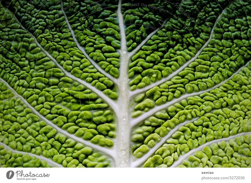 Detailed view of a savoy cabbage leaf Savoy cabbage Organic produce Vegetarian diet Diet Tree Leaf Fresh Healthy Delicious Green White Food photograph