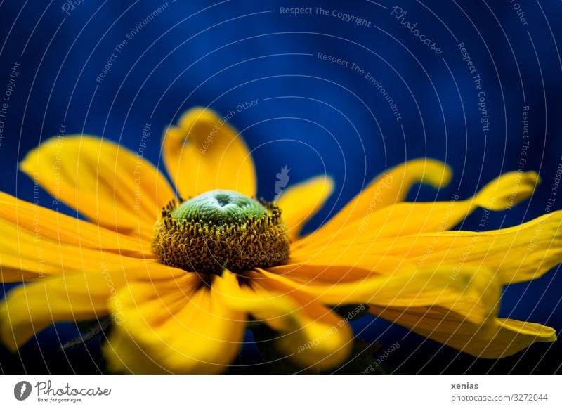 Large flower of a yellow Rudbeckia in front of a blue background Plant Flower Blossom Flowering plants Stamen Garden Blossoming Illuminate Elegant Beautiful