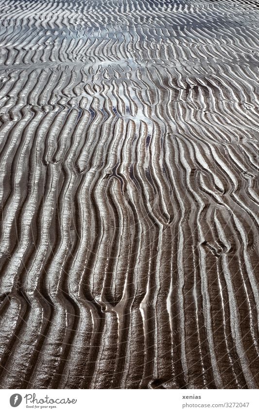 Tidal flat with lines at low tide Climate Climate change Coast Beach North Sea Mud flats Sand Water Wet Blue Brown Nature Far-off places Low tide Furrow Line