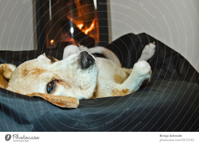 A Beagle lies comfortably in front of the oven Well-being Contentment Relaxation Calm Fireside Living room Pet Dog 1 Animal To enjoy Lie Sleep Authentic