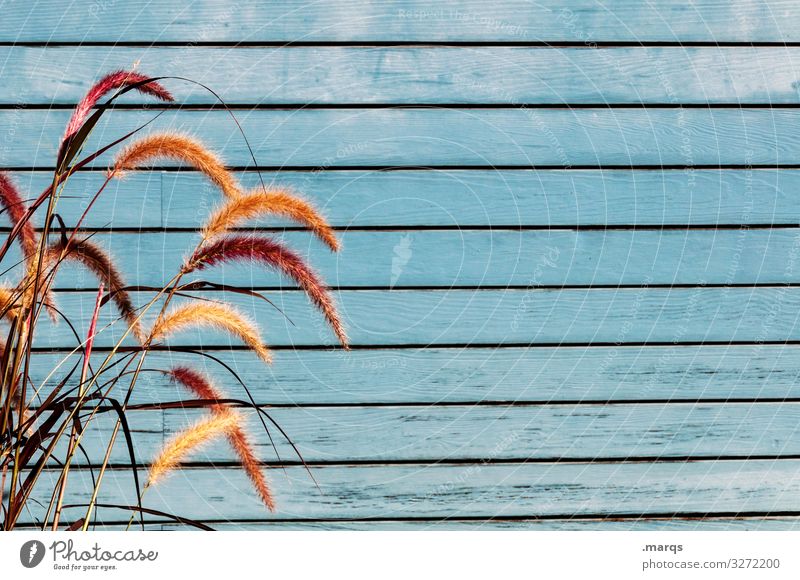 Maritime grasses Wooden wall Blue Bright Nature Summer Background picture Close-up North Sea Baltic Sea Vacation & Travel Colour