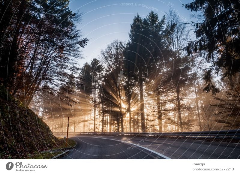 morning sun Nature Cloudless sky Climate Beautiful weather Forest Transport Traffic infrastructure Street Curve Driving Moody Mobility Target Colour photo
