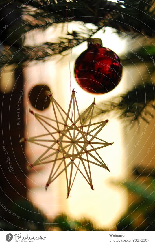 poinsettia Lifestyle Christmas & Advent Illuminate Stars Christmas tree Sphere Feasts & Celebrations Interior shot