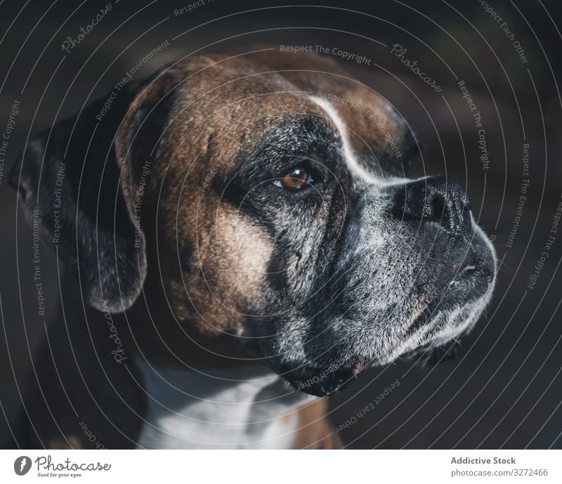 Portrait of dog spending time in street boxer portrait pet domestic breed face lifestyle animal canine vertebrate serious obedient urban mammal calm careful