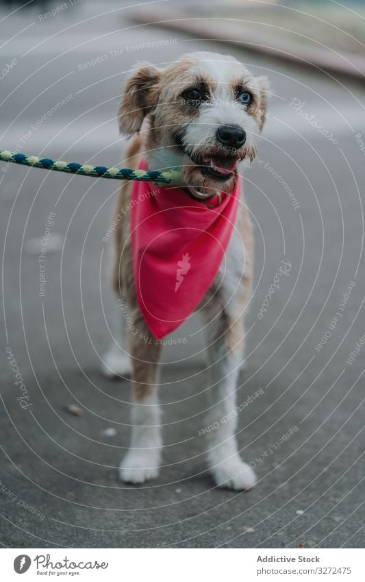 Happy mongrel dog walking in street happy pet portrait domestic lifestyle animal canine vertebrate obedient mammal stroll mixed breed friendly leash content
