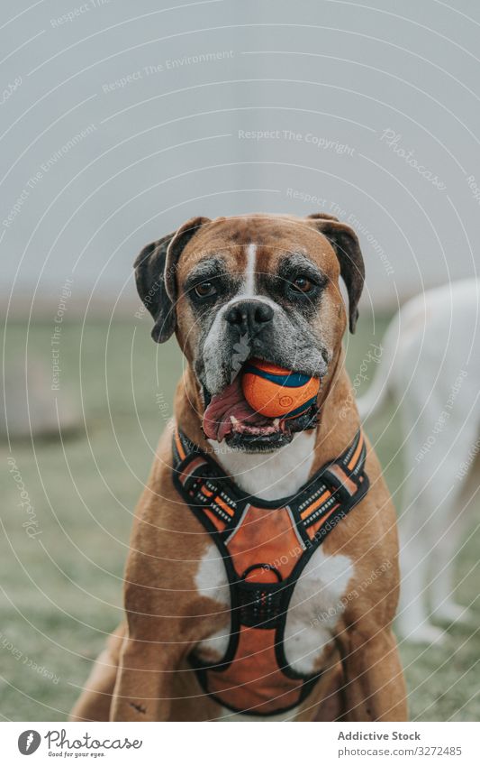 Friendly dog playing with ball in street boxer animal pet domestic lifestyle breed canine harness vertebrate obedient walk mammal stroll friendly weary strong