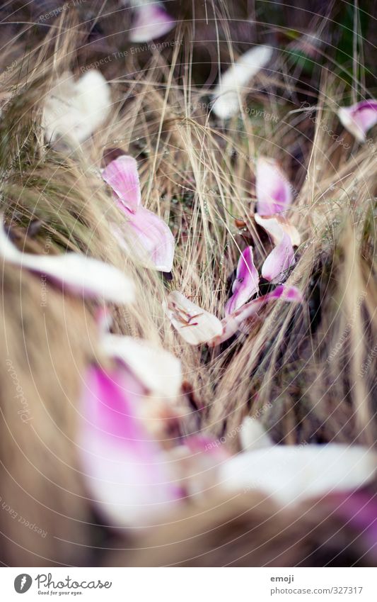 flake Environment Nature Spring Plant Bushes Leaf Natural Pink Blossom leave Colour photo Exterior shot Close-up Deserted Day Shallow depth of field