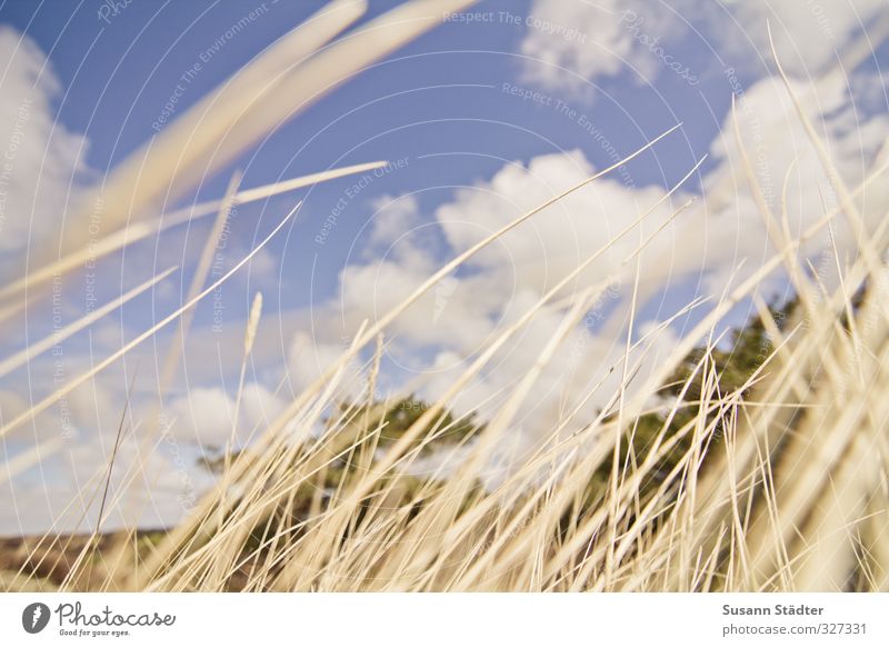 Rømø, like in the wind. Nature Clouds Beautiful weather Grass Bushes Wild Soft Wind Common Reed Marram grass Dune Upward Colour photo Exterior shot Deserted Day