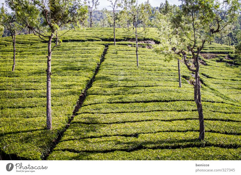 Greenland Tea Tea plants Tea plantation Mountain Hill Landscape Deserted Tree India Asia Agriculture Field Arrangement Nature