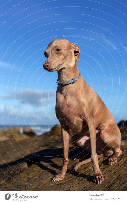Little italian greyhound dog in the beach Happy Relaxation Playing Vacation & Travel Summer Beach Ocean Friendship Nature Animal Sand Beautiful weather Coast