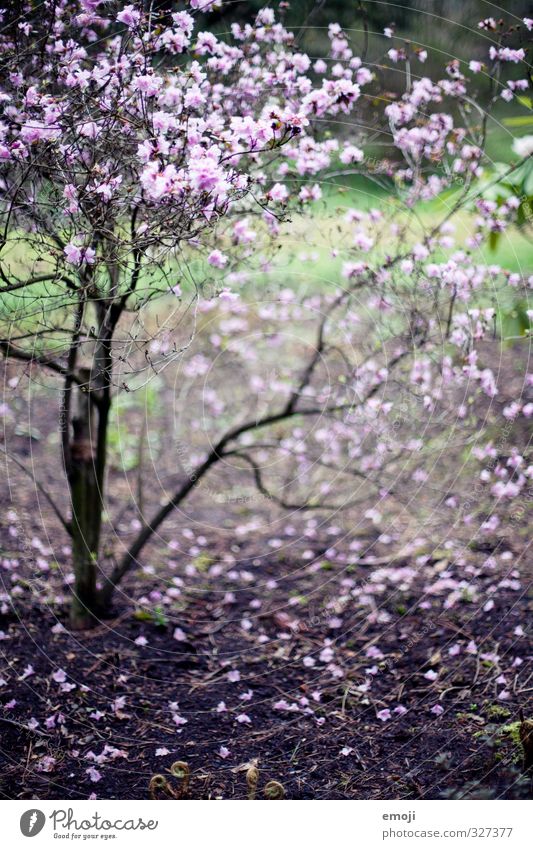 leela Nature Plant Spring Bushes Blossom Natural Violet Colour photo Exterior shot Deserted Day Shallow depth of field