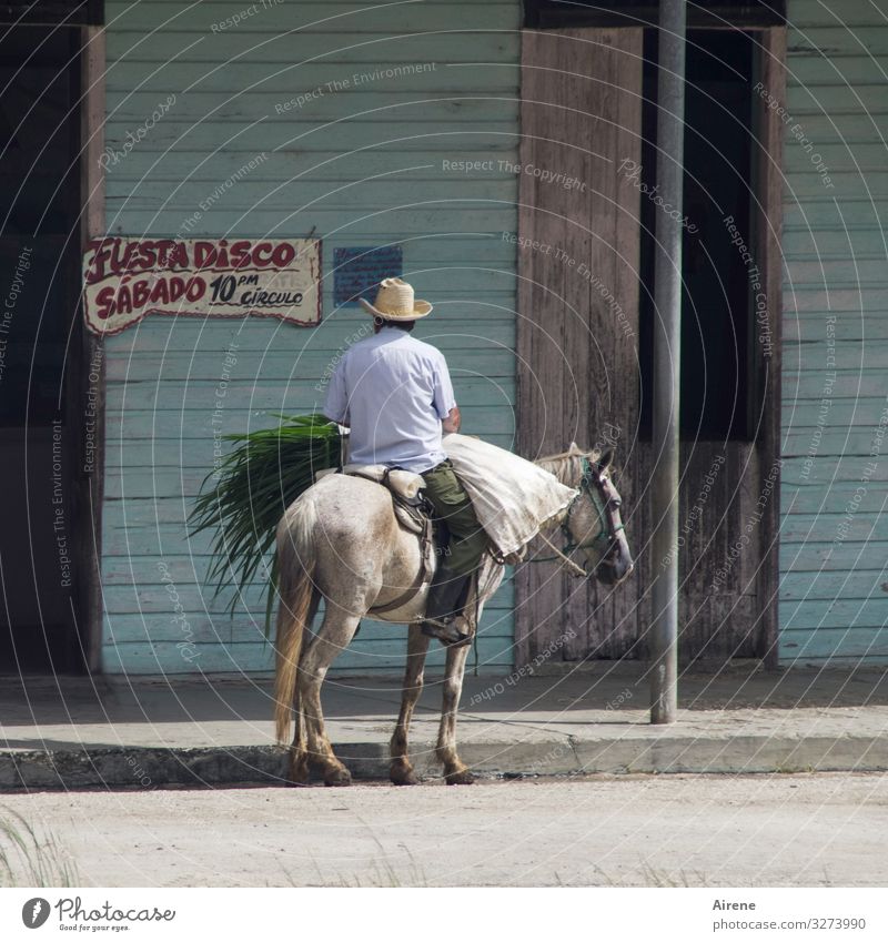 fiesta disco Joy Night life Party Club Disco Going out Feasts & Celebrations Rider Man Adults Back 1 Human being Cuba Cuban Sunhat Horse Animal Exotic Gray