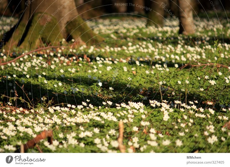 self-evident Nature Landscape Plant Earth Tree Forest Blossoming Bright Beautiful Brown Green White Spring fever Wood anemone Woodground Root vegetable