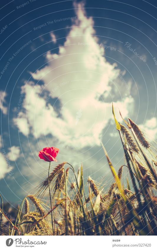 Mohna dreams Summer Agriculture Forestry Environment Nature Landscape Plant Sky Clouds Beautiful weather Blossom Field Growth Uniqueness Retro Blue Red Moody