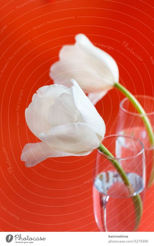 White Tulips on a red background Beautiful Mother's Day Easter Birthday Adults Spring Flower Blossom Bouquet Love Bright Hip & trendy Red coral red romantic