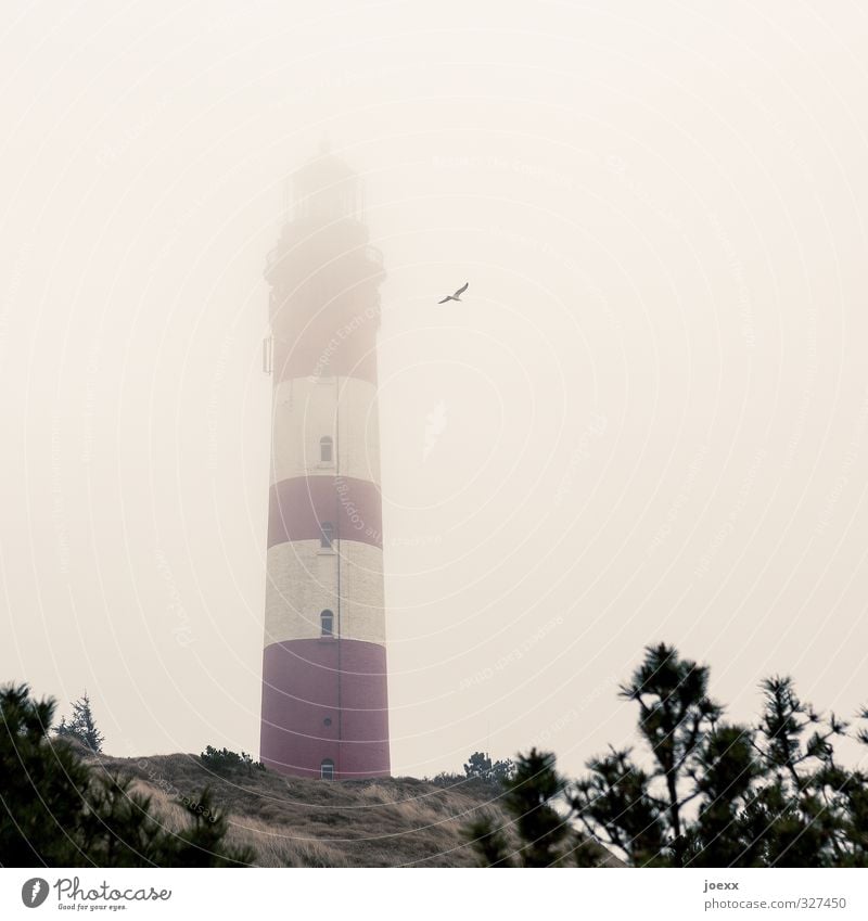 Light all fires Air Clouds Bad weather Fog Island Amrum Lighthouse Bird Seagull 1 Animal Flying Old Yellow Red Black White Colour photo Subdued colour