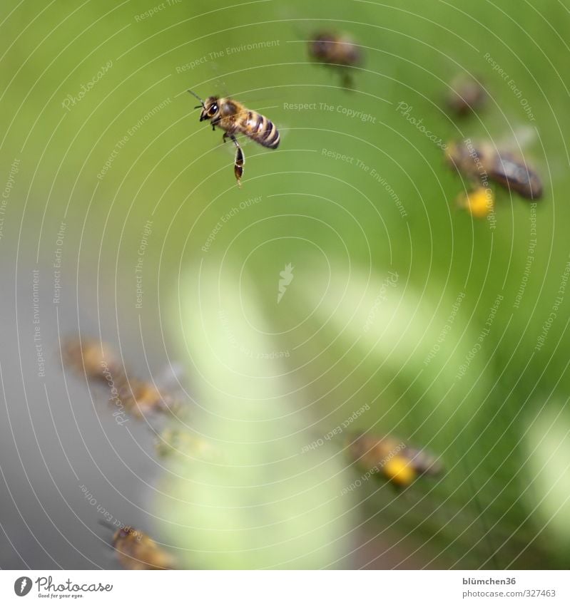 Small air show Animal Farm animal Bee Honey bee Flock Flying Carrying Esthetic Beautiful Work and employment Spring fever Love of animals Animal sounds Movement