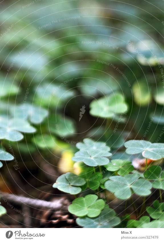 lucky clover Plant Leaf Forest Growth Happy Woodground Four-leafed clover Four-leaved Clover Cloverleaf Good luck charm Colour photo Exterior shot Close-up
