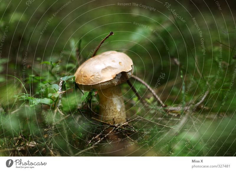 Season Food Nutrition Autumn Grass Forest Growth Mushroom Woodground Boletus Cep Exterior shot Close-up Deserted Copy Space left Copy Space right Copy Space top