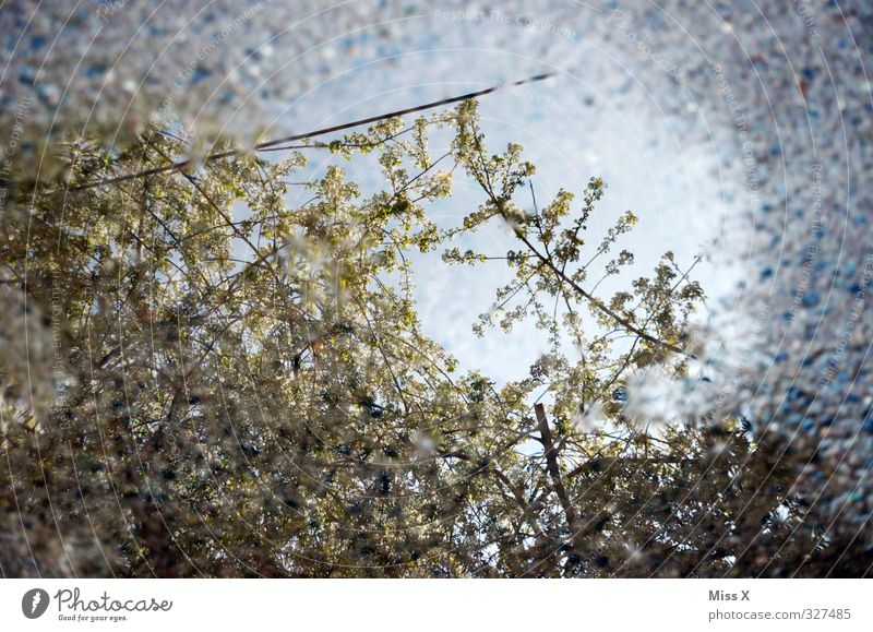 mirrors Water Weather Bad weather Rain Blossom Blossoming Spring day April April weather Cherry blossom Colour photo Pattern Deserted Morning Reflection