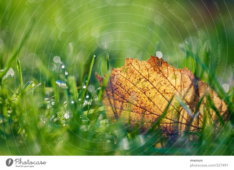 The days are getting shorter Nature Autumn Grass Leaf Dew Autumnal Early fall Wet Natural Gold Green Transience Colour photo Exterior shot Close-up Deserted