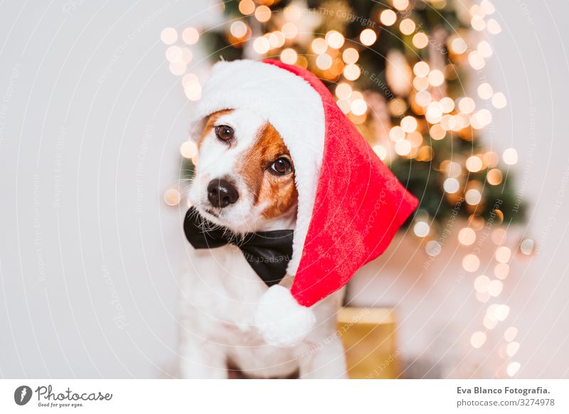 cute jack russell dog at home by the christmas tree, dog wearing a red santa hat adoption Dog Christmas & Advent indoor Pet Jack Russell terrier Cute Home
