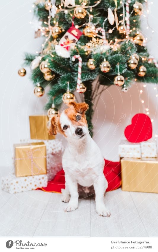 cute jack russell dog at home by the christmas tree adoption Dog Christmas & Advent indoor Pet Jack Russell terrier Cute Home Studio shot Red Santa Claus Gift