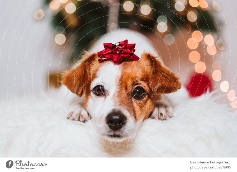 cute jack russell dog at home by the christmas tree Dog Christmas & Advent indoor Pet Jack Russell terrier Cute Home Studio shot Red Santa Claus Gift Beautiful
