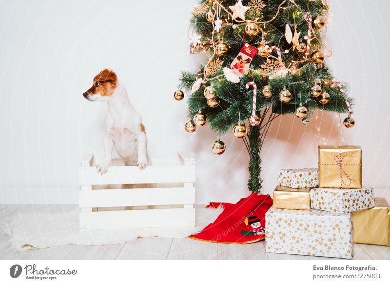 cute jack russell dog into a box at home by the christmas tree Box adoption Dog Christmas & Advent indoor Pet Jack Russell terrier Cute Home Studio shot Red
