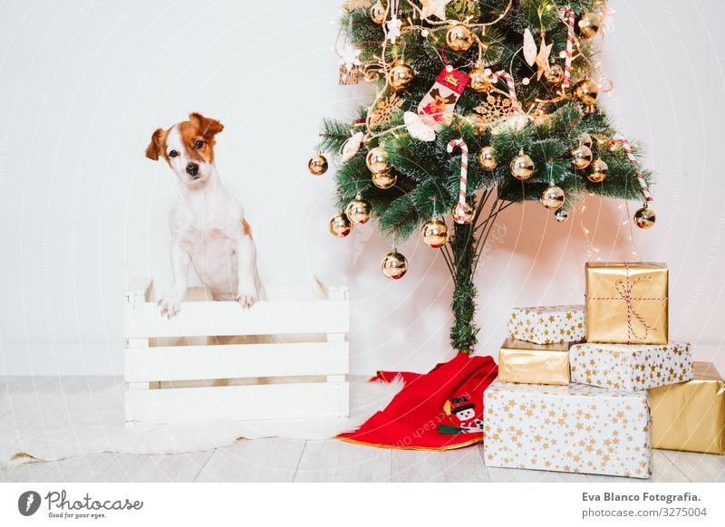 cute jack russell dog into a box at home by the christmas tree Box adoption Dog Christmas & Advent indoor Pet Jack Russell terrier Cute Home Studio shot Red