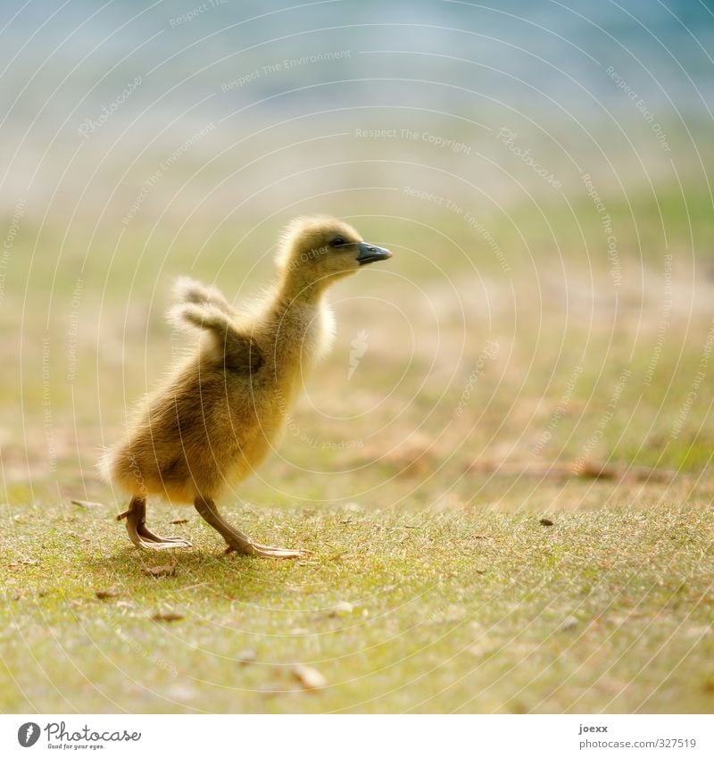 permission to start granted Meadow Animal Bird Gosling 1 Baby animal Flying Walking Free Beautiful Soft Blue Brown Yellow Green Brave Determination Life
