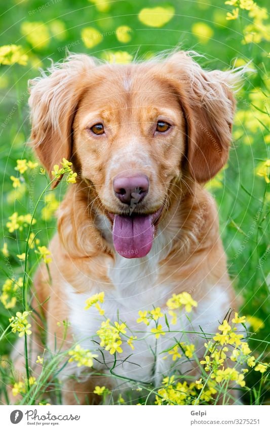 Beautiful brown breton dog in a meadow Joy Animal Flower Grass Meadow Fur coat Pet Dog Friendliness Large Brown Yellow White Pure Breed Purebred pup head Mammal
