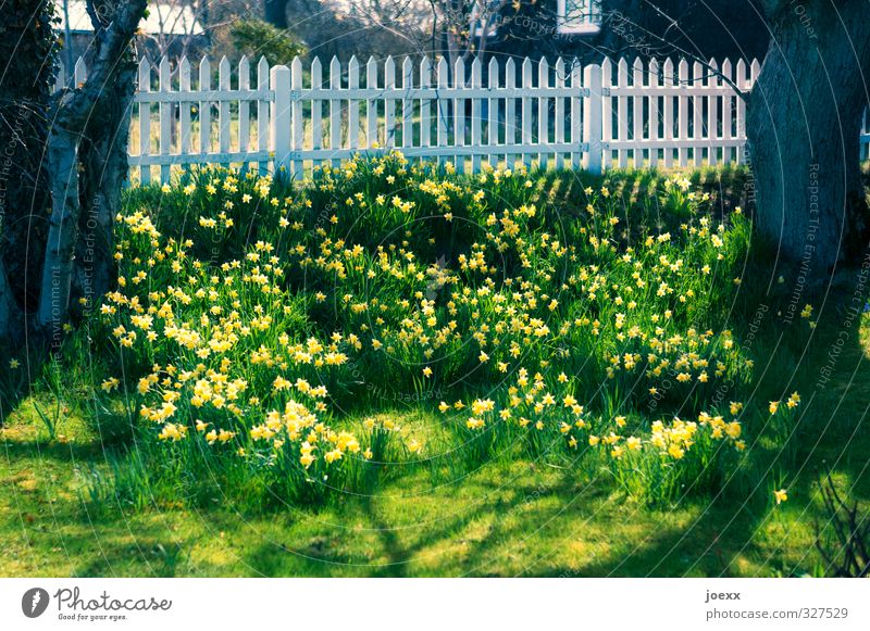 Easter Sunday Spring Beautiful weather Tree Flower Wild daffodil Garden Blossoming Brown Yellow Green White Moody Spring fever Idyll Kitsch Tradition
