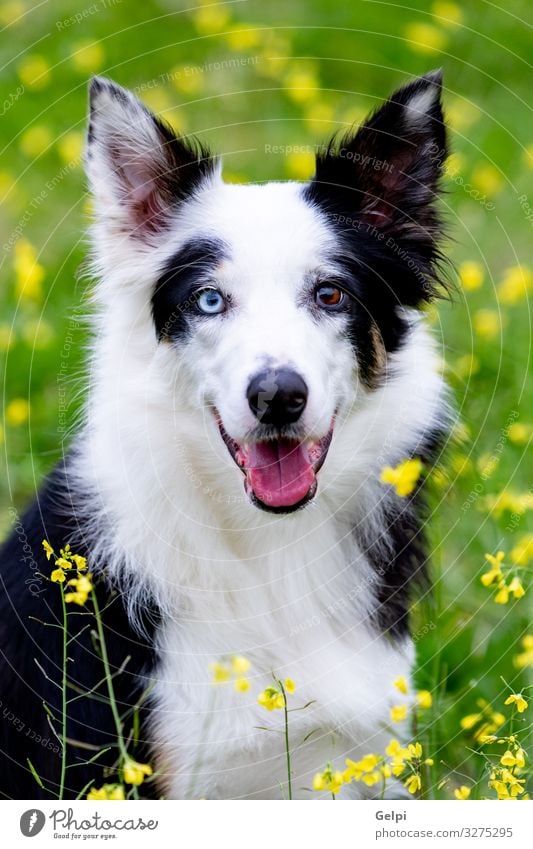 Beautiful black and white Border Collie dog Joy Animal Flower Grass Meadow Fur coat Pet Dog Friendliness Large Blue Brown Yellow Black White Pure Breed