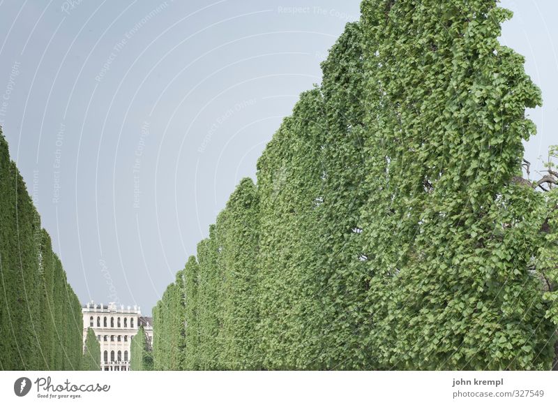 off through the hedge Hedge Park Vienna Town Capital city Stand Esthetic Historic Tall Green Safety Protection Diligent Disciplined Orderliness Elegant Idyll