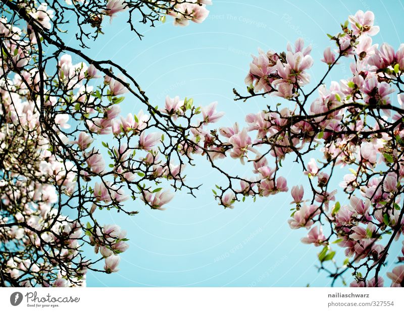 magnolia Nature Plant Sky Spring Summer Beautiful weather Tree Flower Leaf Blossom Foliage plant Agricultural crop Magnolia plants Branch Twigs and branches