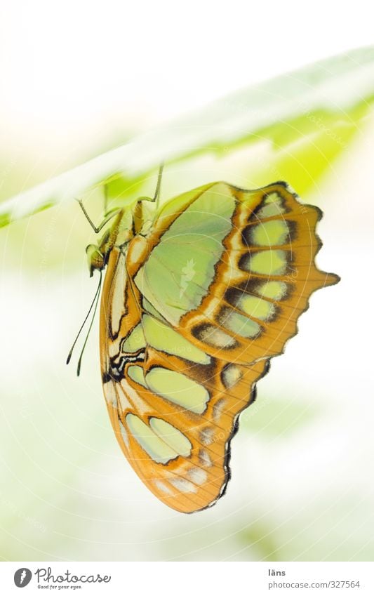 chill out area Plant Animal Leaf Butterfly Wing Zoo 1 Hang Esthetic Exceptional Under Brown Yellow Green Uniqueness Relaxation Feeler Delicate Light green Rest