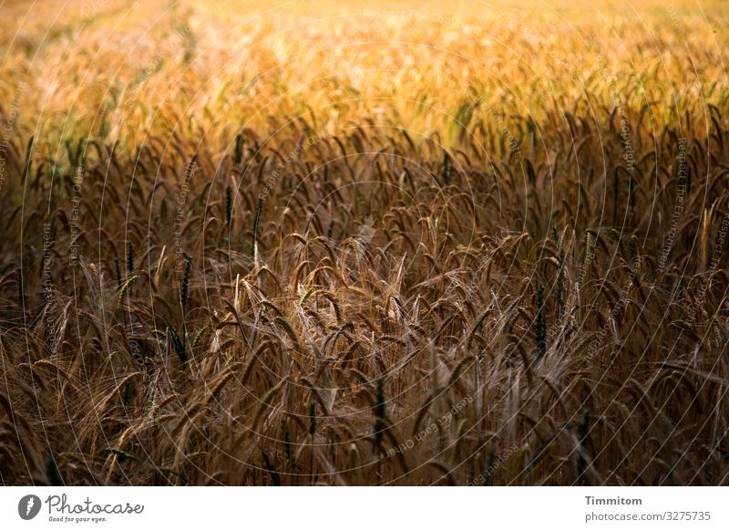 Light and shadow in the grain field Grain Grain field Shadow Field Nature Agriculture Agricultural crop Deserted Ear of corn